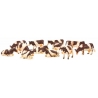 12 cow figurines Brown/White Laying